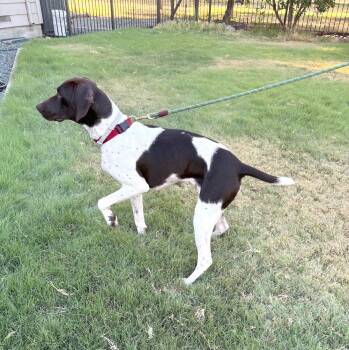 Pica -  German Shorthaired Pointer Dog for Adoption in Menlo Park, California - Pica | PetCurious