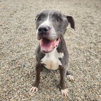 Shadow -  Pit Bull Terrier Dog for Adoption in Benld, Illinois - Shadow | PetCurious