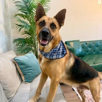 Zuko Roo Prince of Woowoos -  German Shepherd Dog and Husky Dog for Adoption in Friendswood, Texas - Zuko Roo Prince Of Woowoos | PetCurious