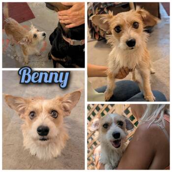 Benny -  Jack Russell Terrier Dog for Adoption in Bastrop, Texas - Benny | PetCurious