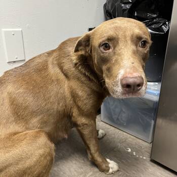 Rescue Labrador Retriever and Shepherd Dogs for Adoption in Parrish, Alabama - Riley (mother) | PetCurious