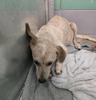 VERONICA -  Chihuahua and Mixed Breed Dog for Adoption in Houston, Texas - VERONICA | PetCurious