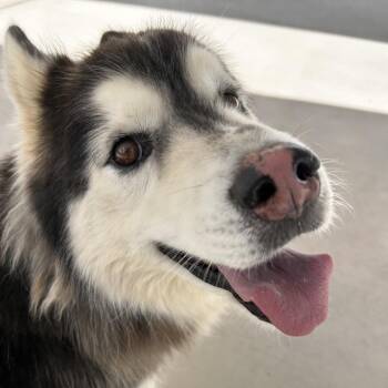 Taz -  Siberian Husky Dog for Adoption in Harrisonburg, Virginia - Taz | PetCurious