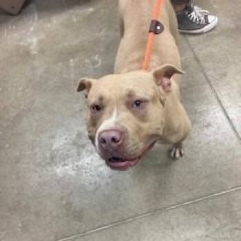 Milo -  Pit Bull Terrier Dog for Adoption in York, Pennsylvania - Milo | PetCurious