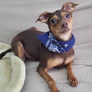 Chihuahua Dogs Available for Adoption in Manchester, New Hampshire - Behemoth In NH. Come Meet Our Adoptable Dogs Wednesday-Saturday. | PetCurious
