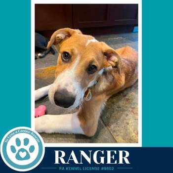 Ranger (Sweetie
