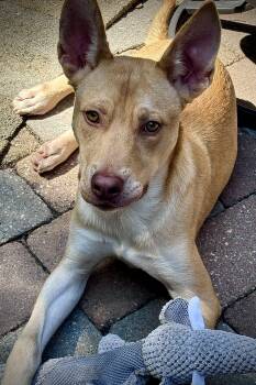 WADE -  Husky and Yellow Labrador Retriever Dog for Adoption in Fuquay-varina, North Carolina - WADE | PetCurious