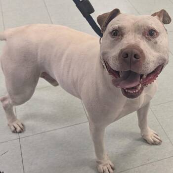 Pinkie -  Mixed Breed Dog for Adoption in Philadelphia, Pennsylvania - Pinkie | PetCurious