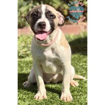 Kornblum Litter COH -  Pomeranian and Chihuahua Dog for Adoption in Inglewood, California - Kornblum Litter COH | PetCurious