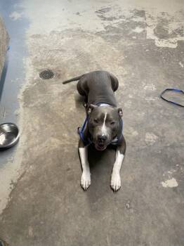 BLEU -  American Staffordshire Terrier Dog for Adoption in Tallahassee, Florida - BLEU | PetCurious