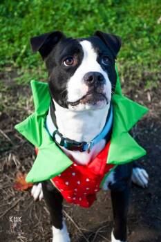 Rescue Mixed Breed Dogs for Adoption in Belleville, Michigan - Elmer | PetCurious