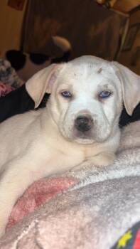 Alaskan Malamute and American Staffordshire Terrier Dogs Available for Adoption in Burnsville, North Carolina - Ghost | PetCurious