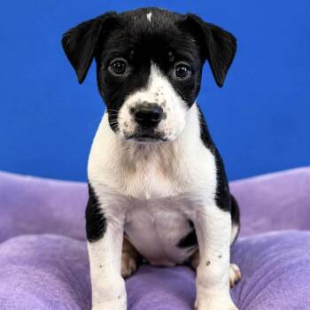 Harley -  Mixed Breed Dog for Adoption in Yaphank, New York - Harley | PetCurious