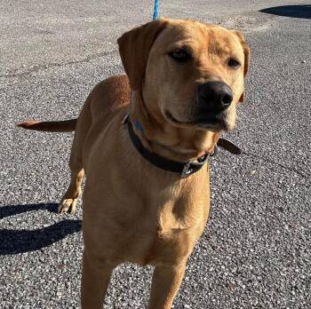 Rescue Labrador Retriever Dogs for Adoption in Troy, Alabama - Spunky Bella | PetCurious