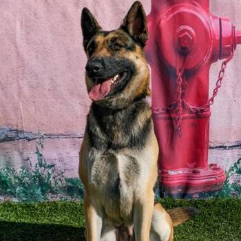 Rescue German Shepherd Dog Dogs for Adoption in Yuma, Arizona - GARDENIA | PetCurious