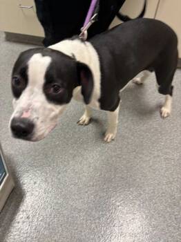 Rescue Mixed Breed Dogs for Adoption in Batavia, Ohio - Sugar | PetCurious