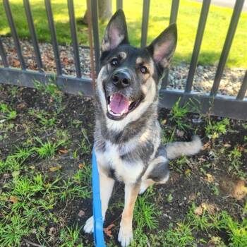 THORA -  German Shepherd Dog and Akita Dog for Adoption in Minneapolis, Minnesota - THORA | PetCurious