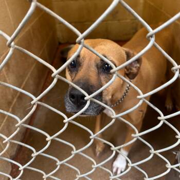 Rescue Pit Bull Terrier Dogs for Adoption in Douglas, Arizona - (CCSO) Tiggs | PetCurious
