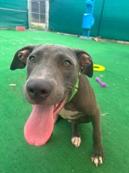 Braveheart -  Mixed Breed Dog for Adoption in Warren, Michigan - Braveheart | PetCurious