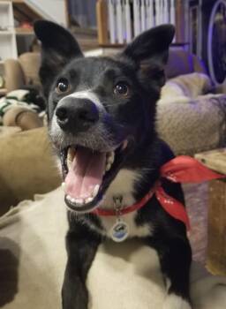Rescue Border Collie Dogs for Adoption in The Woodlands, Texas - Sassy | PetCurious