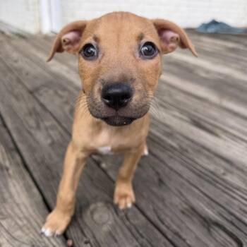 Puddin -  Catahoula Leopard Dog Dog for Adoption in Abbotsford, British Columbia - Puddin | PetCurious