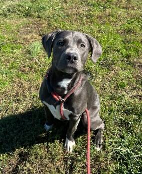 Rescue Pit Bull Terrier Dogs for Adoption in Evansville, Indiana - Shadow | PetCurious