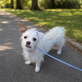 Terrier Dogs Available for Adoption in Las Vegas, Nevada - Louie | PetCurious