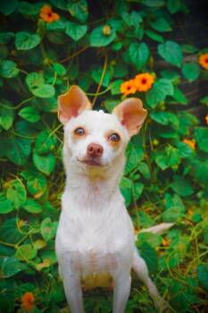 Norie -  Chihuahua Dog for Adoption in San Diego, California - Norie | PetCurious
