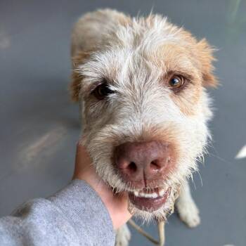 Biscuit -  Terrier and Mixed Breed Dog for Adoption in Tacoma, Washington - Biscuit | PetCurious