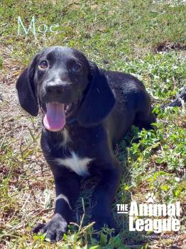 Moe -  Labrador Retriever and Hound Dog for Adoption in Groveland, Florida - Moe | PetCurious