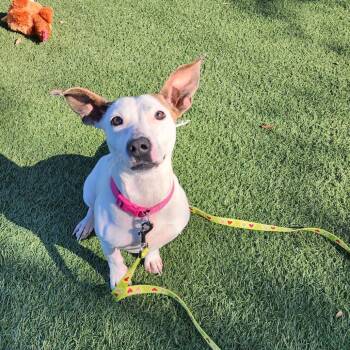 Mixed Breed Dogs Available for Adoption - Cece | PetCurious