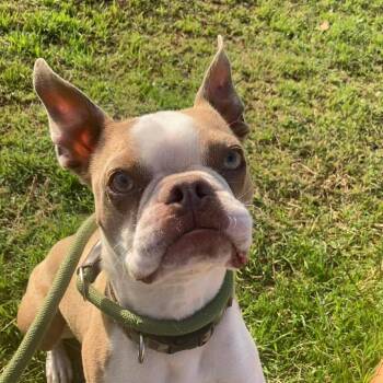 Boston Terrier Dogs Available for Adoption - Yuma | PetCurious