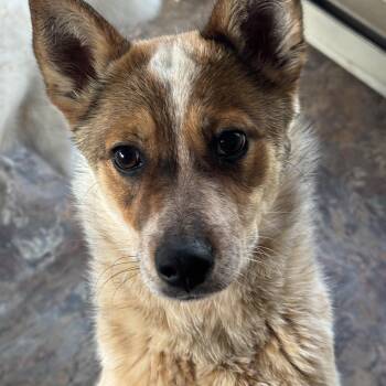 Australian Cattle Dog Blue Heeler Dogs Available for Adoption in St. Peters, Missouri - Keena  | PetCurious