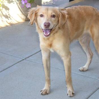 KODA -  Golden Retriever Dog for Adoption in St. Louis, Missouri - KODA | PetCurious