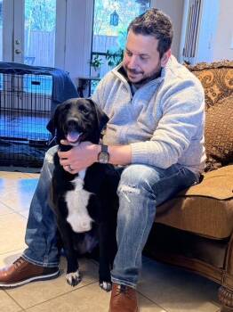 Black Labrador Retriever Dogs Available for Adoption in Corsicana, Texas - Mitzy | PetCurious