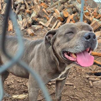 Rescue Mixed Breed Dogs for Adoption in Columbus, Georgia - 10/16/2025-Owned-ApexRoad-"Royalty" | PetCurious