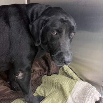 Hank -  Black Labrador Retriever Dog for Adoption in Edinburg, Texas - Hank | PetCurious
