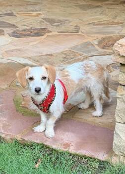 Everett -  Wirehaired Dachshund Dog for Adoption in Atlanta, Georgia - Everett | PetCurious