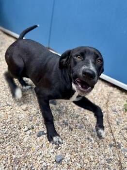 Labrador Retriever and Mixed Breed Dogs Available for Adoption in New Orleans, Louisiana - Lea | PetCurious
