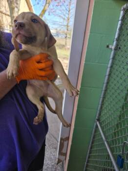 Black Mouth Cur and Labrador Retriever Dogs Available for Adoption - Spatula | PetCurious