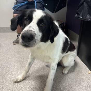 Great Pyrenees and Mixed Breed Dogs Available for Adoption - Nala | PetCurious