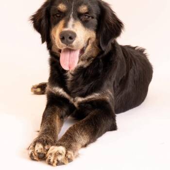 Mixed Breed Dogs Available for Adoption - Lowe | PetCurious