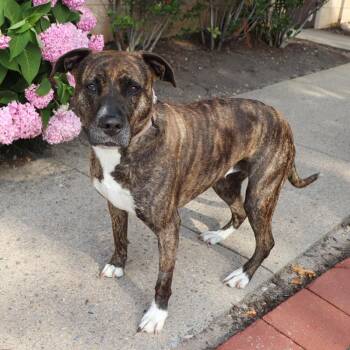 Nova -  Mixed Breed Dog for Adoption in Port Washington, New York - Nova | PetCurious
