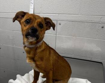 Mixed Breed Dogs Available for Adoption in Sevierville, Tennessee - Balcony | PetCurious