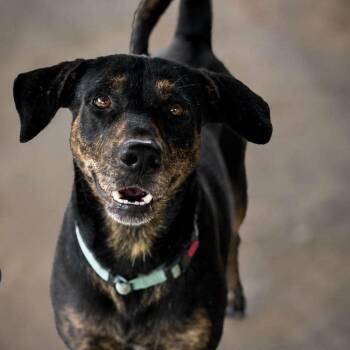 Jessica- The Sweetie Pie -  Labrador Retriever Dog for Adoption in Houston, Texas - Jessica- The Sweetie Pie | PetCurious