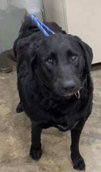 Bucky -  Labradoodle Dog for Adoption in Osage Beach, Missouri - Bucky | PetCurious