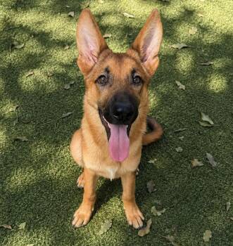 D J -  German Shepherd Dog Dog for Adoption in Hilton Head Island, South Carolina - D J | PetCurious