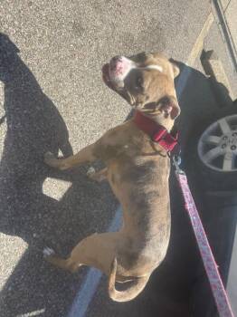 Coco Puffs -  Mixed Breed Dog for Adoption in Cincinnati, Ohio - Coco Puffs | PetCurious