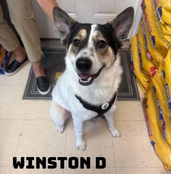 Winston D -  Shepherd Dog for Adoption in Dyersburg, Tennessee - Winston D | PetCurious