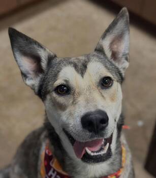Shepherd and Husky Dogs Available for Adoption - Princessa | PetCurious